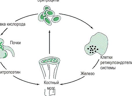 Эритропоэтин где вырабатывается