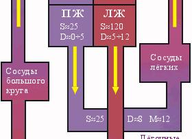 Давление в камерах сердца Давление в камерах сердца