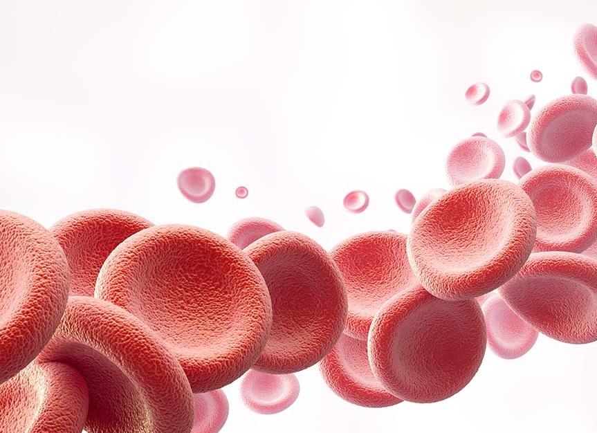 Что делают эритроциты