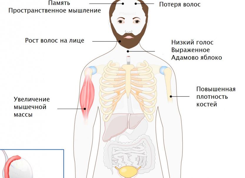 Анализы на тестостерон у мужчин