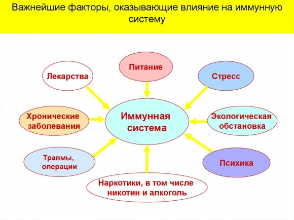Как повысить лимфоциты
