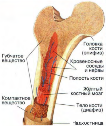 Какое строение имеет костная ткань какие вещества входят в состав кости