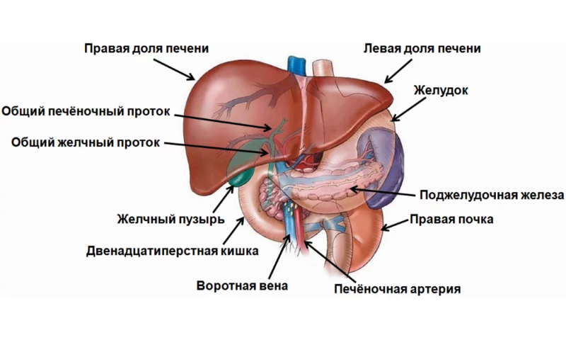 Левая доля печени