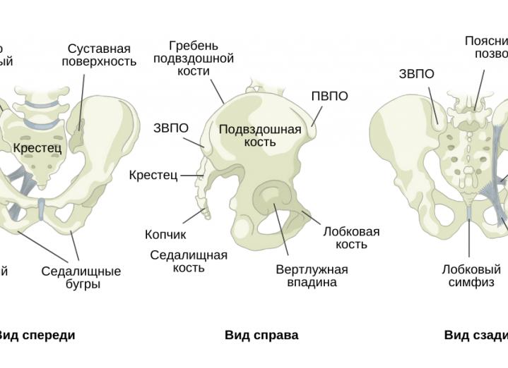 Кости малого таза