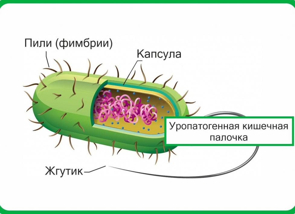 Кишечная палочка это бактерия Кишечная палочка это бактерия