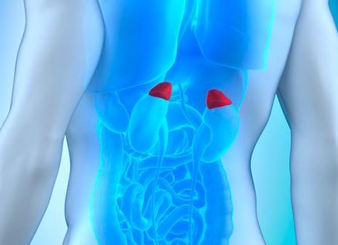 Как проверить надпочечники у мужчин