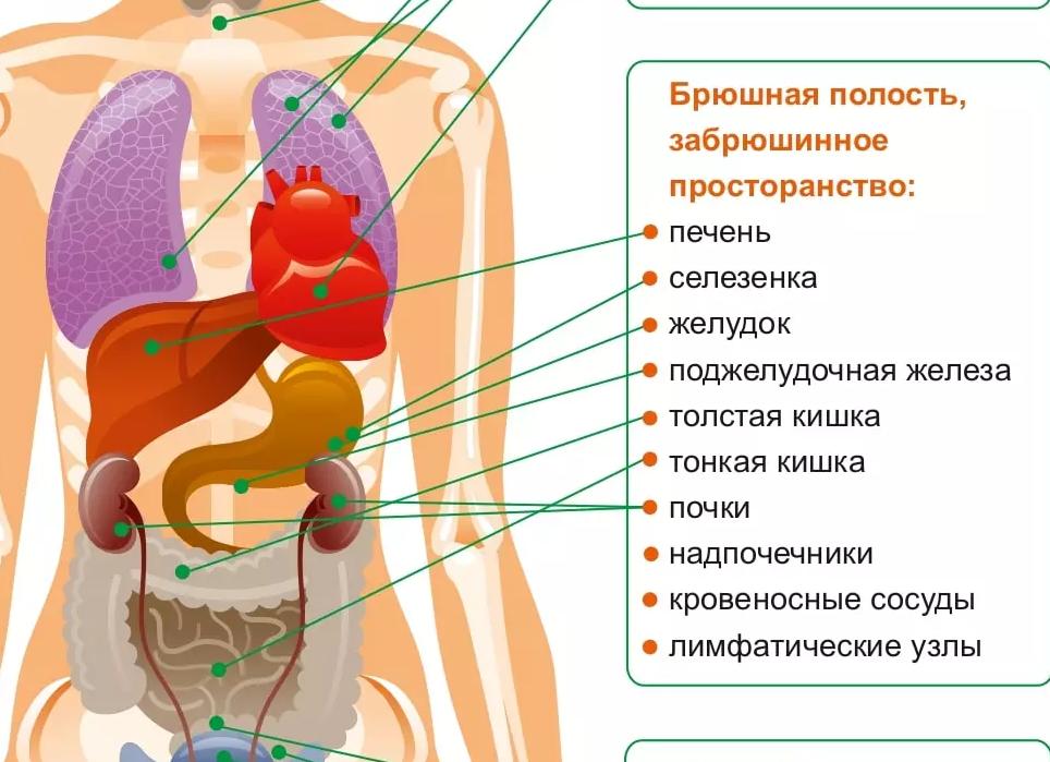 Где находится малый таз