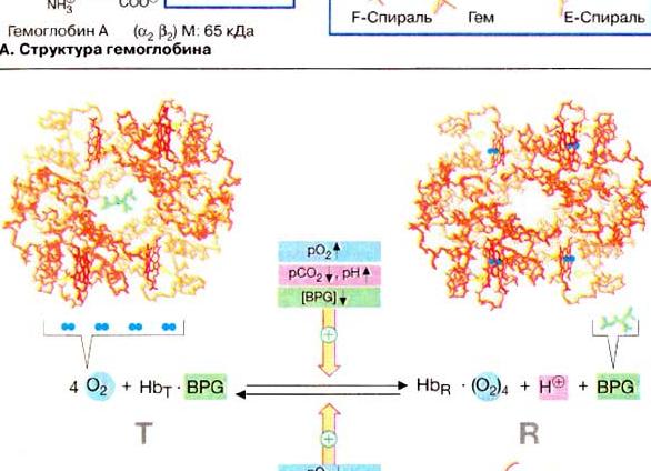 Фетальный гемоглобин это