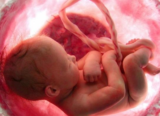 Длина пуповины в норме