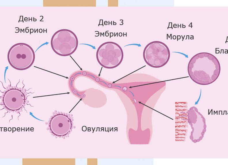 Что происходит по дням после зачатия