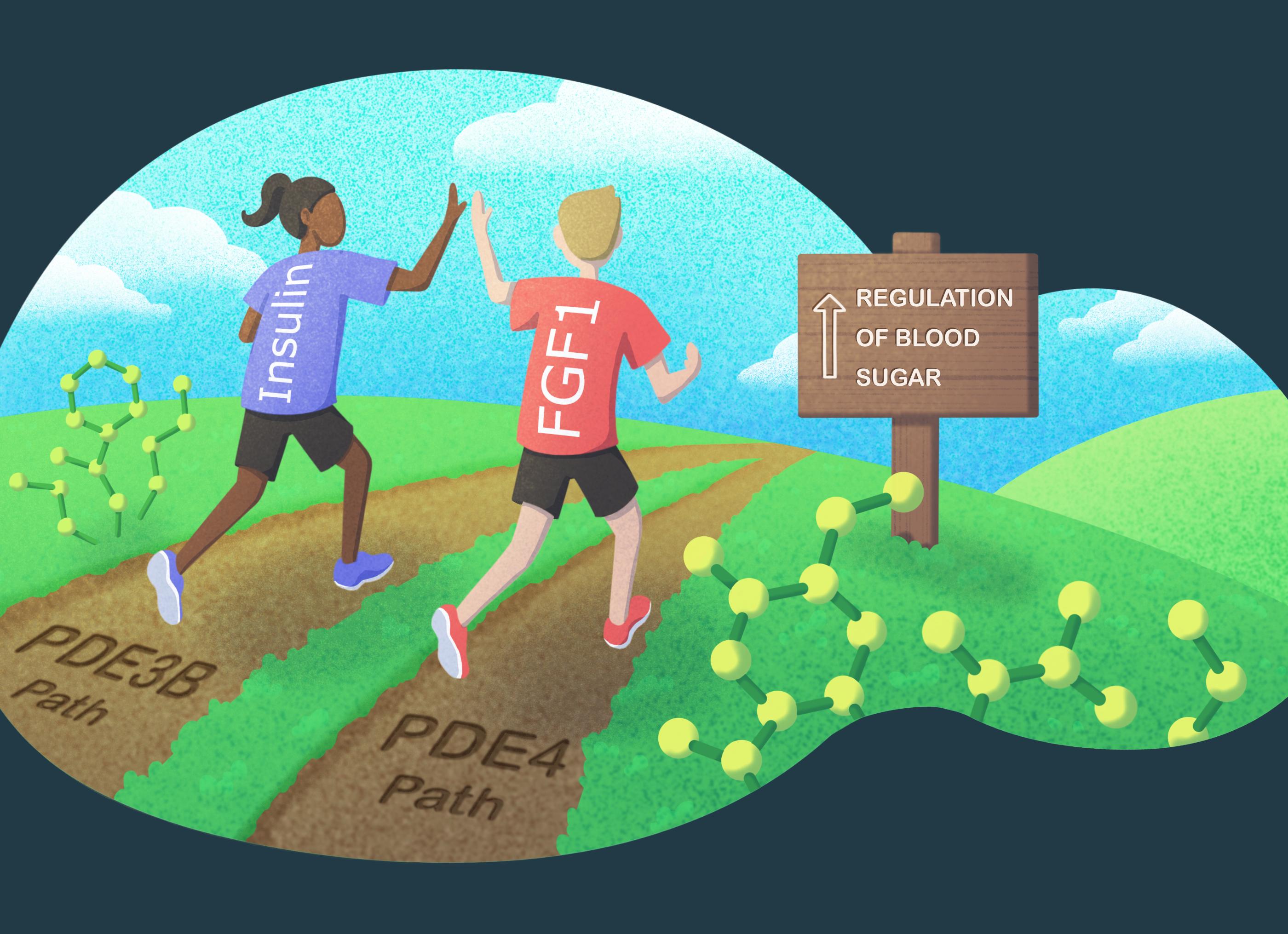 Что показывает гормон инсулин