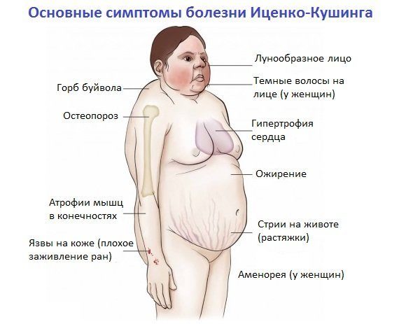Актг гормон норма у женщин