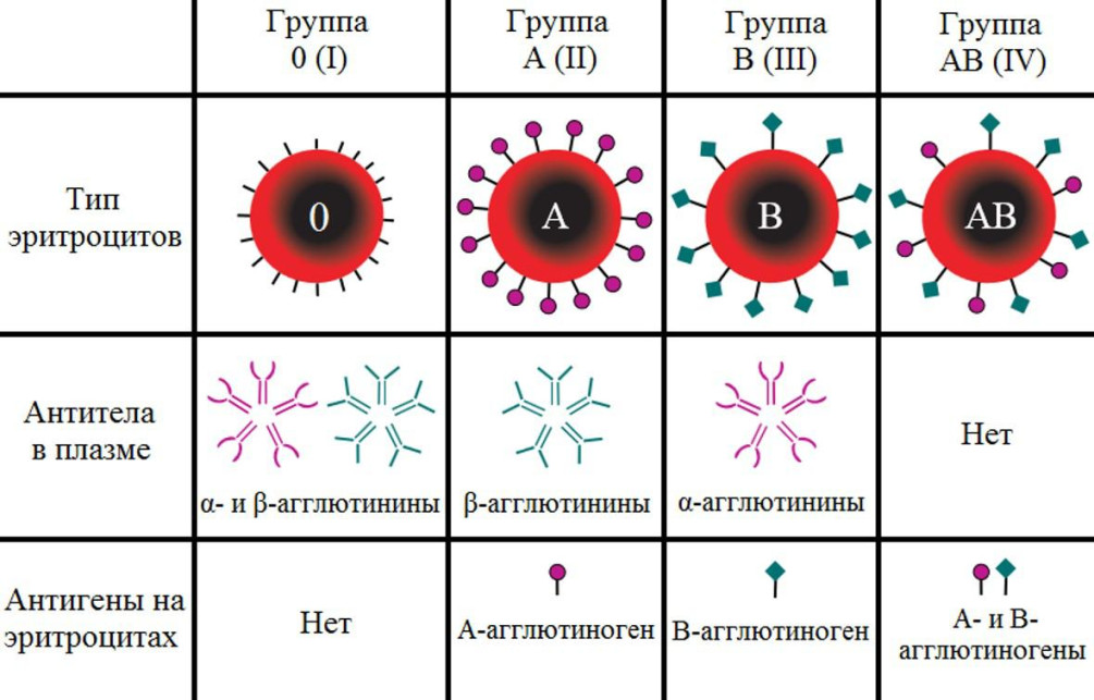 Как узнать группу крови в домашних условиях