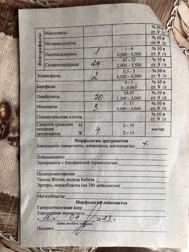 Лимфоциты повышены у взрослого о чем это