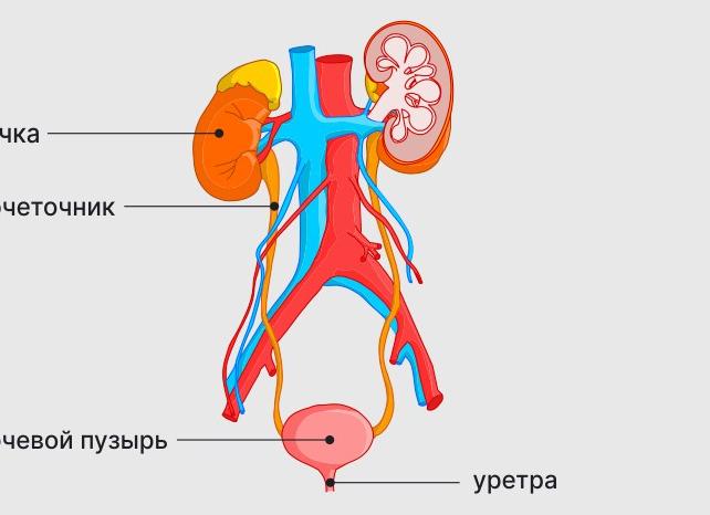 Мочевыделительная система человека строение Мочевыделительная система человека строение