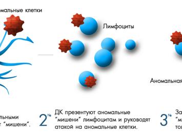 Как называются клетки способные вырабатывать антитела