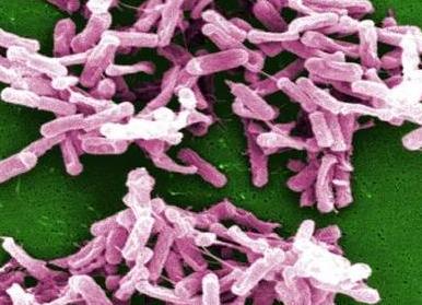 Что такое уреаплазма парвум