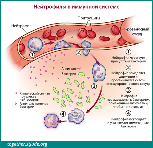 Лимфоциты ниже нормы что это значит у взрослого