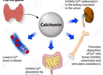 Кальцитонин что это такое у женщин норма Кальцитонин что это такое у женщин норма