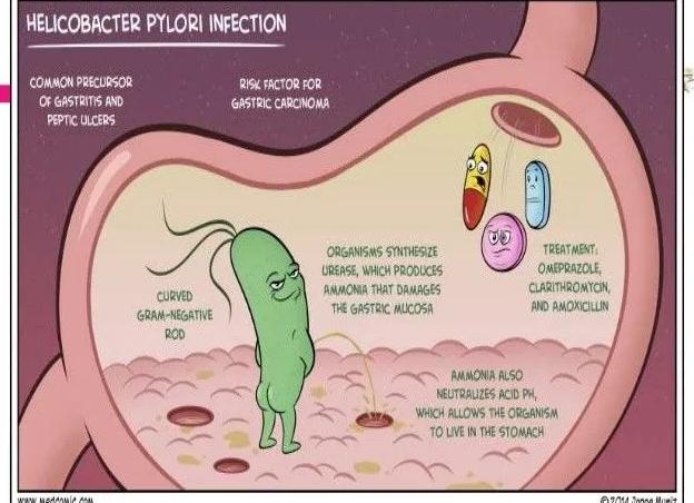 Хеликобактер пилори что значит