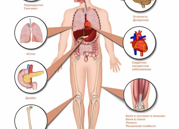 Гормоны и их влияние на организм Гормоны и их влияние на организм