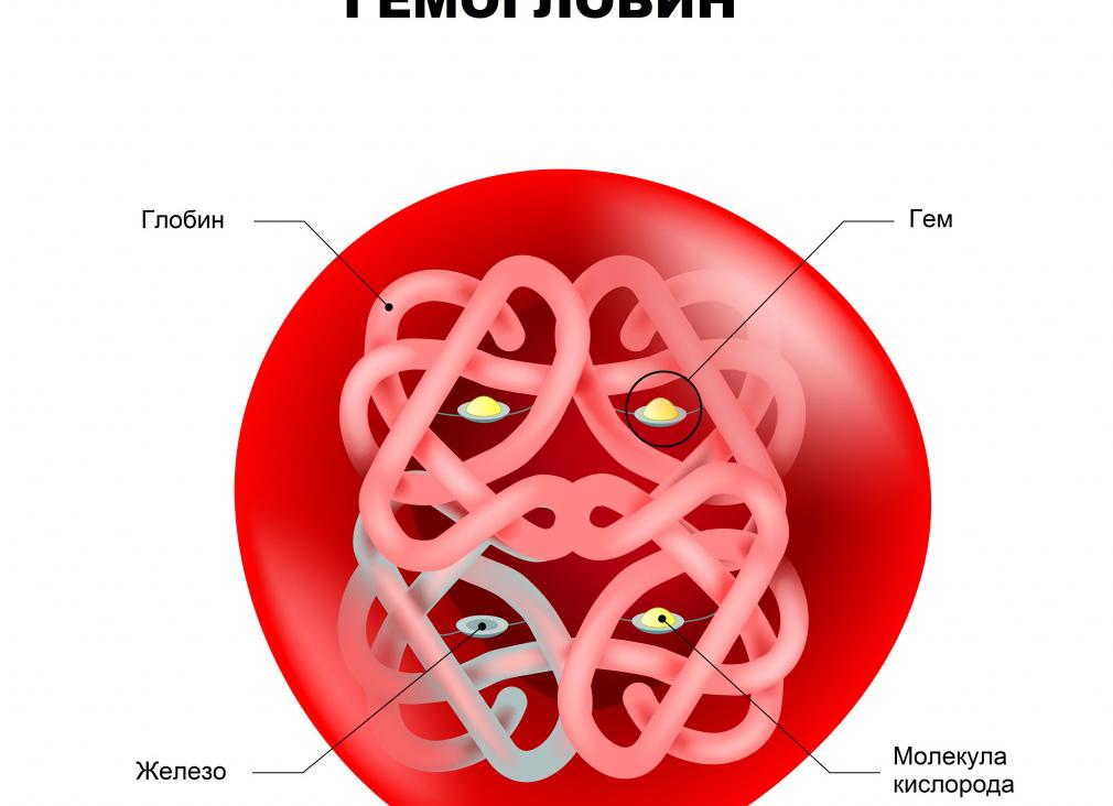 Что такое гемоглобин в крови