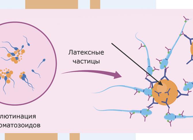 Анализ на совместимость супругов