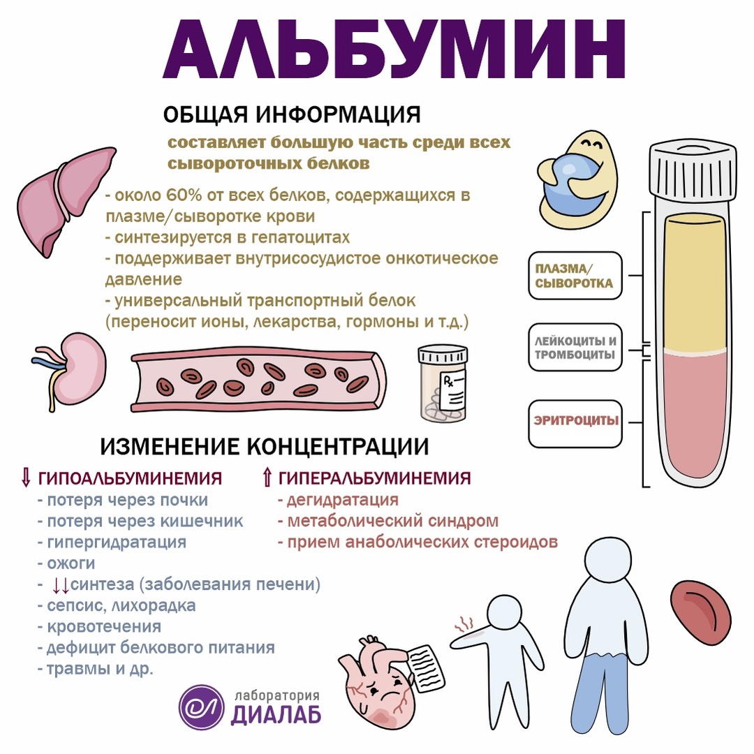 Альбумин что это такое в крови