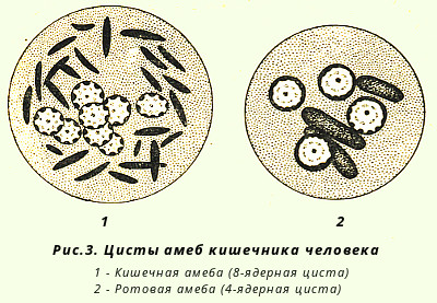 Кишечная амеба строение