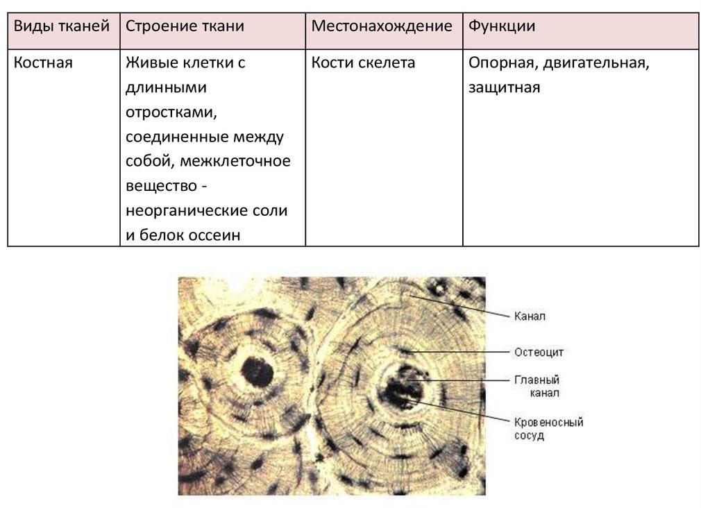 Местонахождение костной ткани