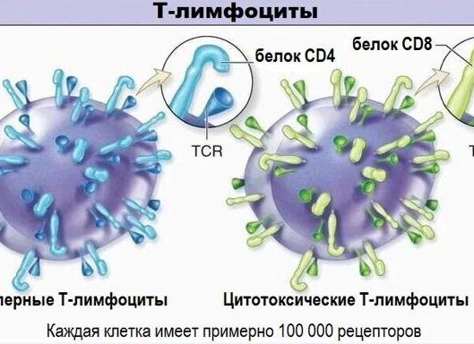 Лимфоциты т и в