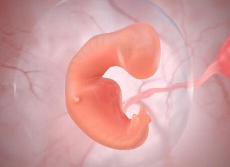 Когда начинает биться сердце у эмбриона на узи