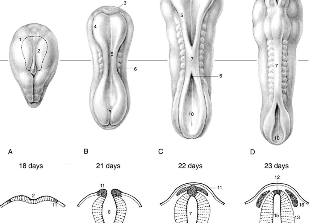 Когда формируется цнс у плода