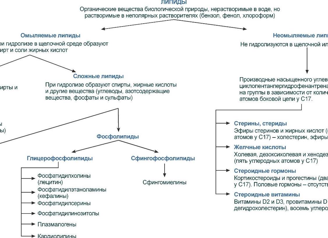 Классификация липидов биохимия Классификация липидов биохимия