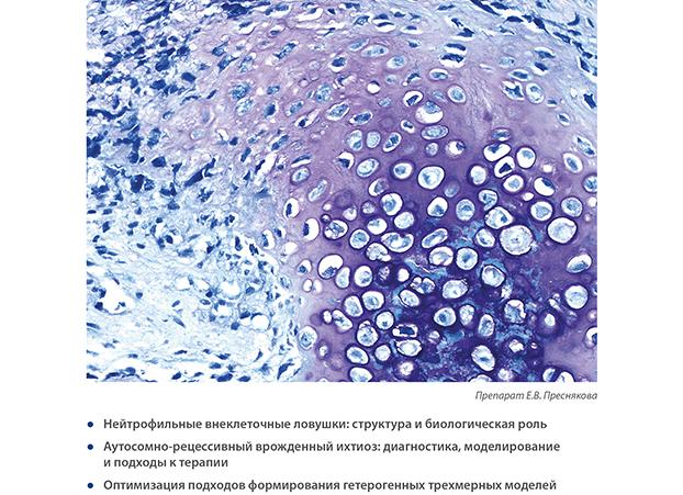 Какие разновидности костных пластинок образуют волокнистые элементы Какие разновидности костных пластинок образуют волокнистые элементы
