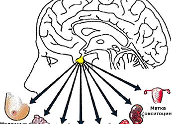Гормоны гипофиза какие анализы сдавать