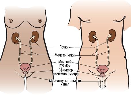 Болит правый бок после кофе Болит правый бок после кофе