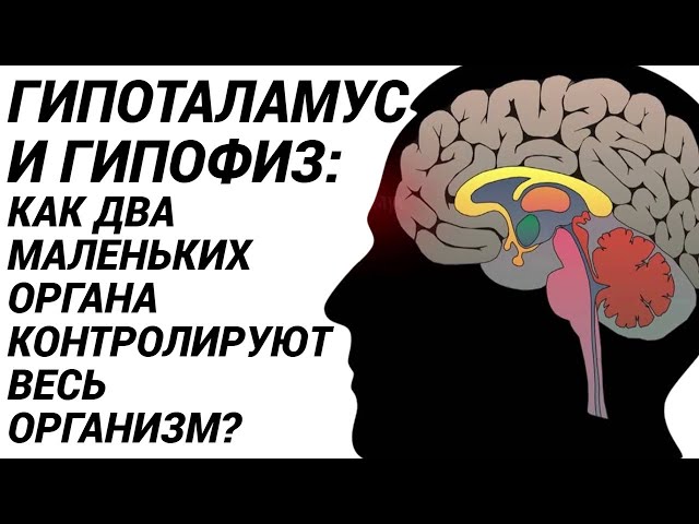Гипофиз и гипоталамус что это