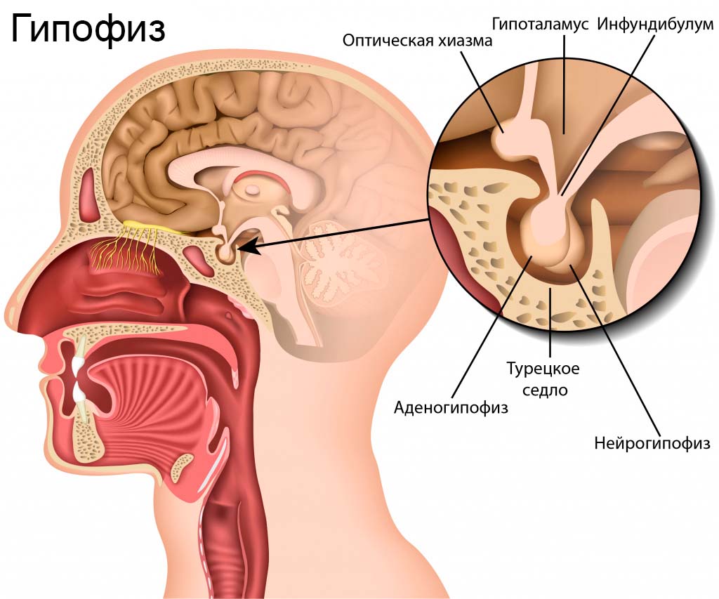 Гипофиза что это такое
