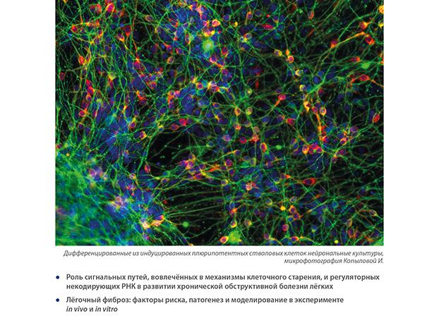 Какие клеточные факторы отвечают за свертывание крови Какие клеточные факторы отвечают за свертывание крови