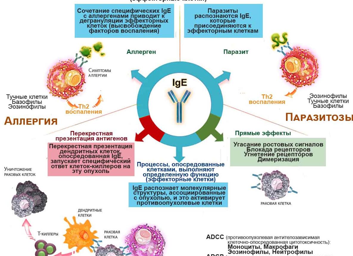 Иммуноглобулин е как понизить