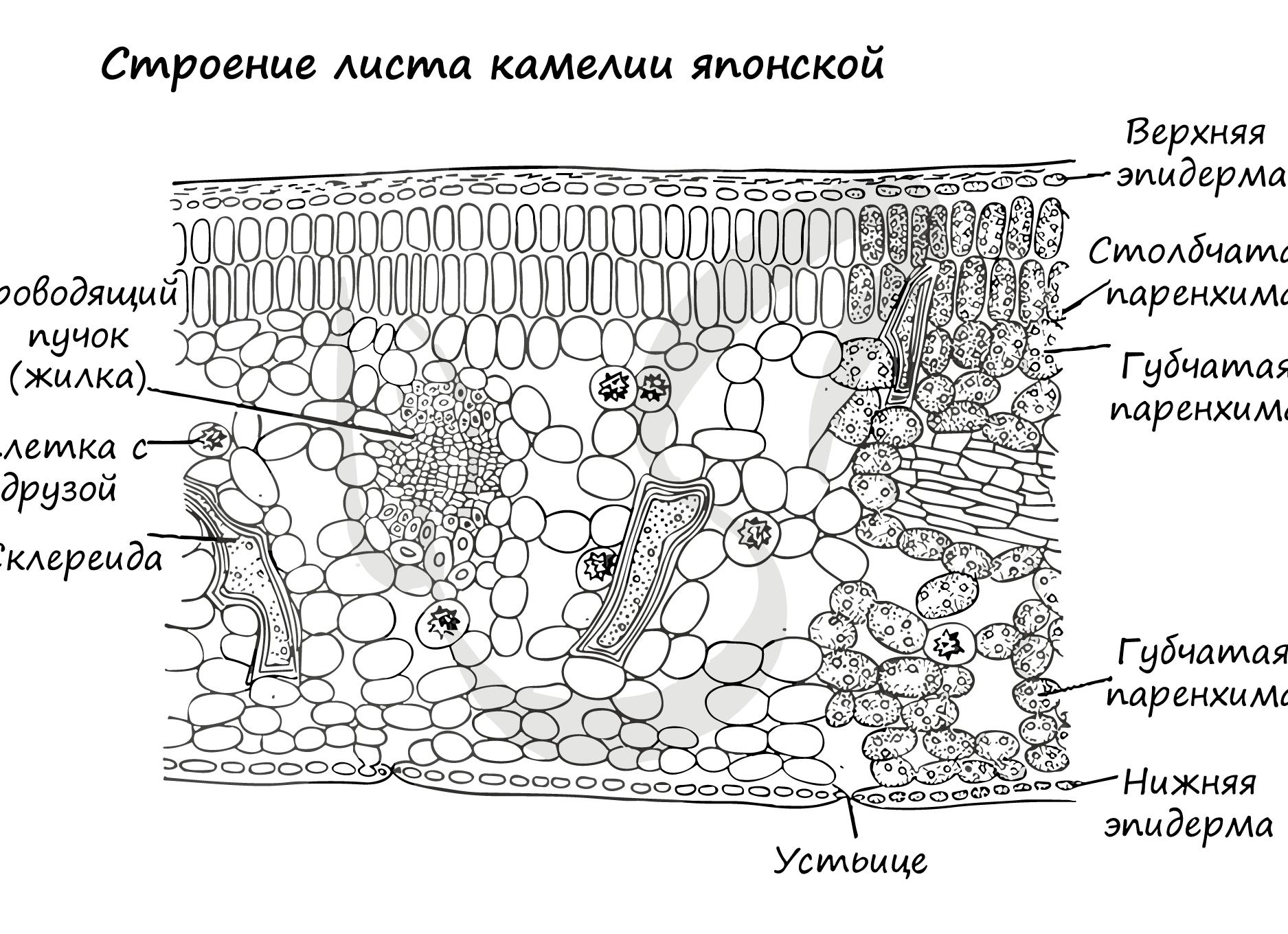 Губчатая ткань особенности