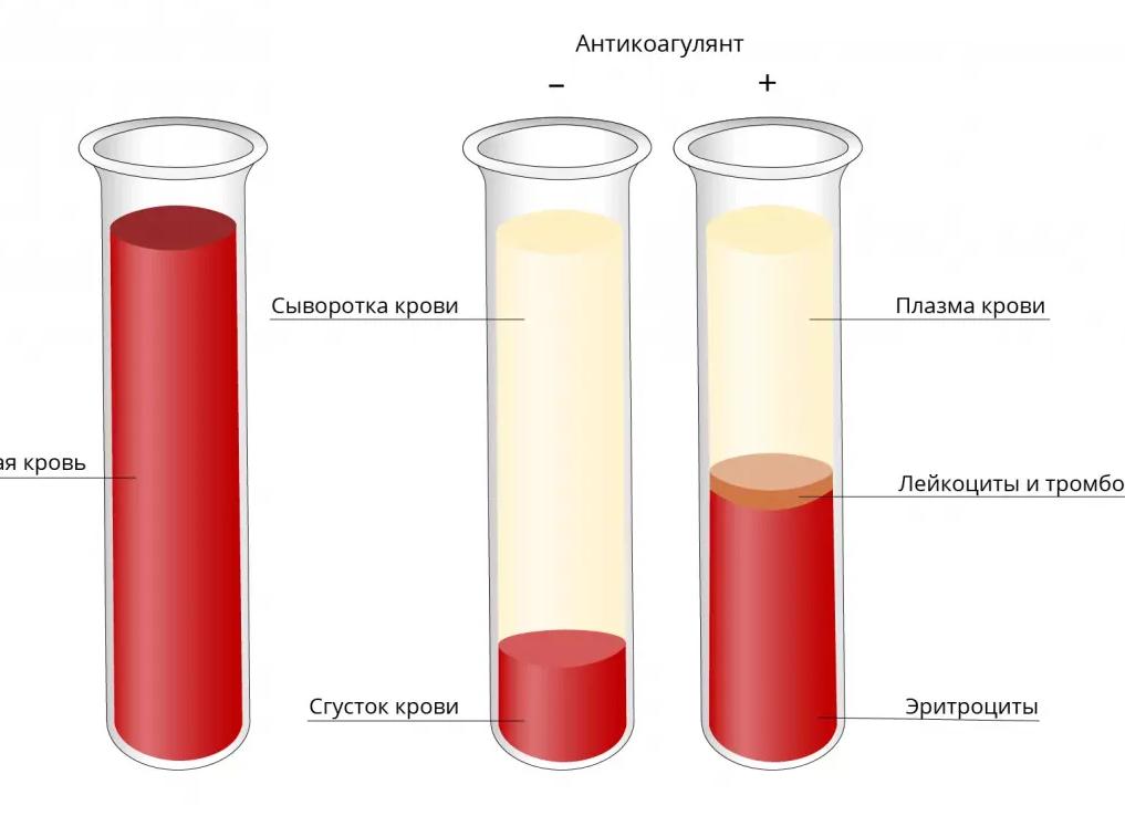 Что такое сыворотка крови