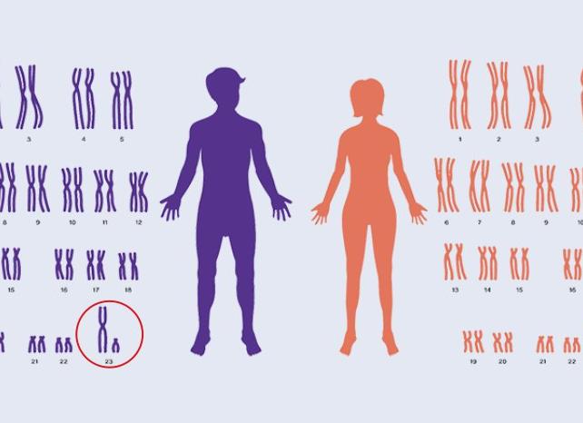 Через сколько недель можно узнать пол ребенка