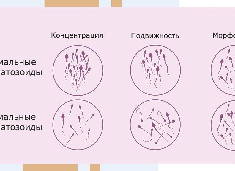 1 морфология по крюгеру