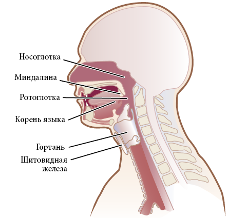 Голова и шея