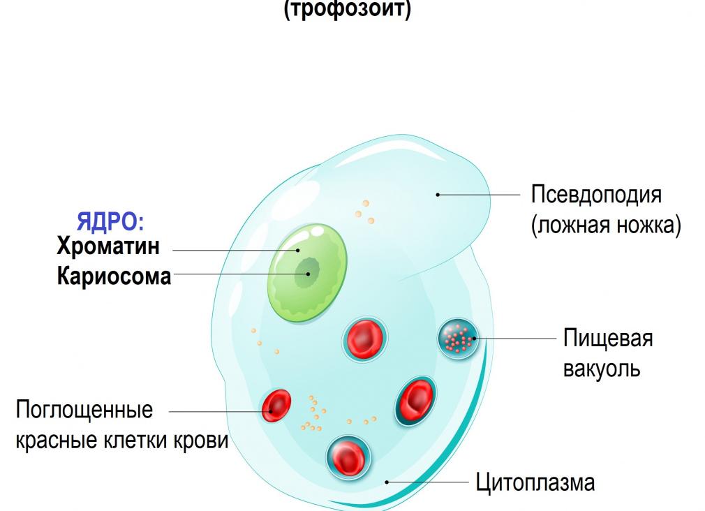 Кишечный амебиаз что это такое