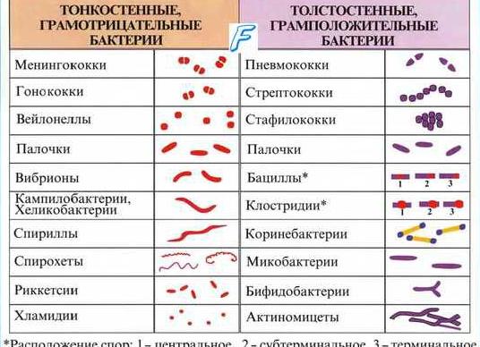 Грам палочки в мазке
