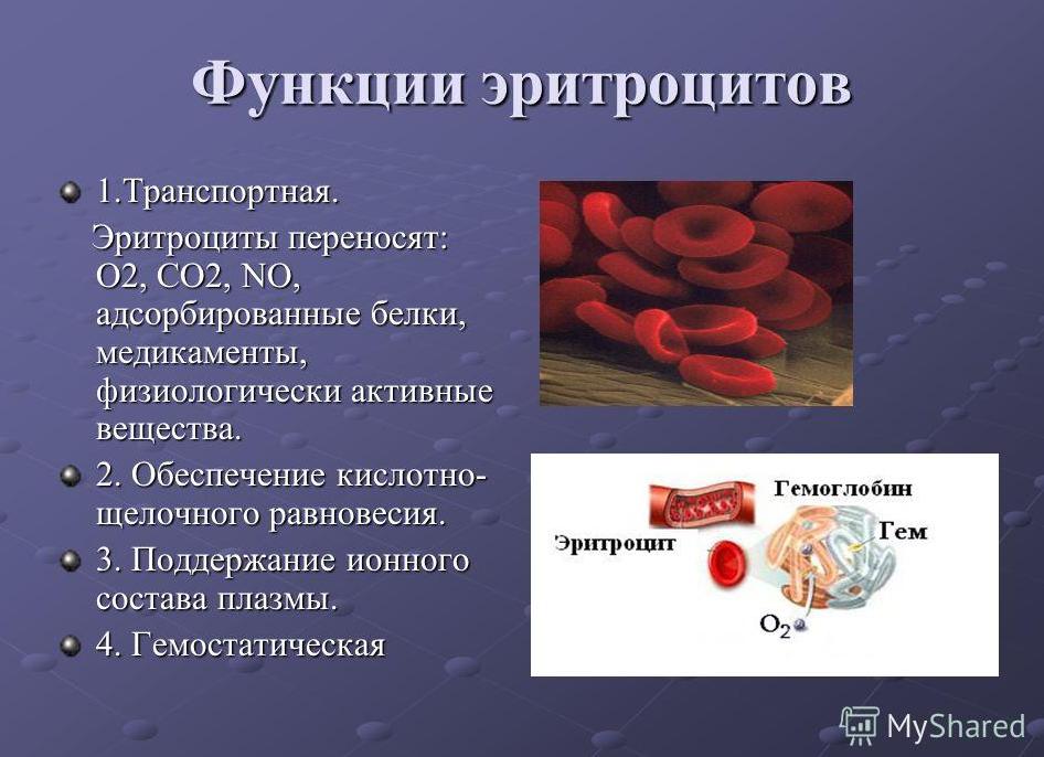Функции эритроцитов в крови