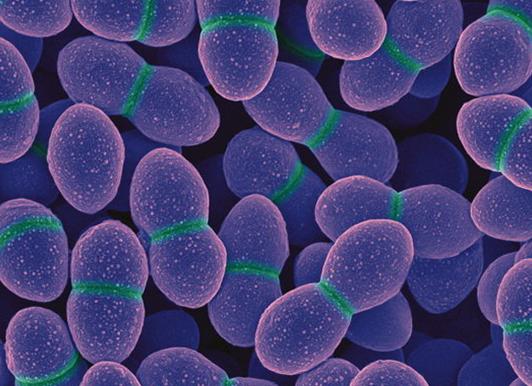 Энтерококки что это